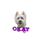 Xiao Wei is a cute dog（個別スタンプ：14）