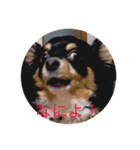 チワワ君 あいさつ 一言（個別スタンプ：2）