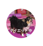チワワ君 あいさつ 一言（個別スタンプ：5）