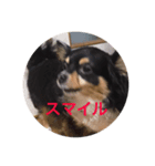 チワワ君 あいさつ 一言（個別スタンプ：6）