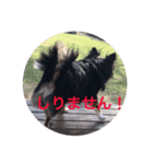 チワワ君 あいさつ 一言（個別スタンプ：8）