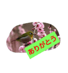 わすれなぐさ（個別スタンプ：2）