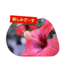 わすれなぐさ（個別スタンプ：8）