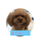 こはるとココ（個別スタンプ：6）