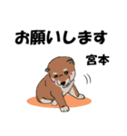宮本さんが使う名前スタンプ・子犬イラスト（個別スタンプ：1）