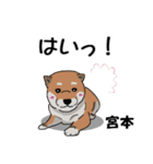 宮本さんが使う名前スタンプ・子犬イラスト（個別スタンプ：22）