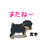 宮本さんが使う名前スタンプ・子犬イラスト（個別スタンプ：23）