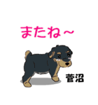 菅沼さんが使う名前スタンプ・子犬イラスト（個別スタンプ：23）