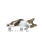 cat ＆ cat -2（個別スタンプ：11）