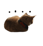 ^._.^！！（個別スタンプ：3）