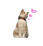 ^._.^！！（個別スタンプ：4）