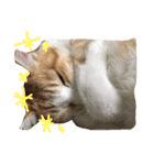 ^._.^！！（個別スタンプ：7）