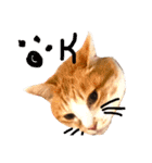 ^._.^！！（個別スタンプ：11）