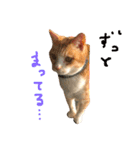 ^._.^！！（個別スタンプ：13）