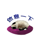 Lazy cat's life（個別スタンプ：2）