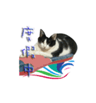 Lazy cat's life（個別スタンプ：3）