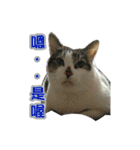 Lazy cat's life（個別スタンプ：4）