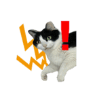 Lazy cat's life（個別スタンプ：5）