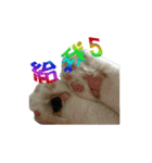 Lazy cat's life（個別スタンプ：7）