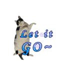 Lazy cat's life（個別スタンプ：8）