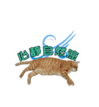 Lazy cat's life（個別スタンプ：11）
