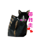 Lazy cat's life（個別スタンプ：12）