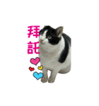 Lazy cat's life（個別スタンプ：13）