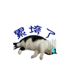 Lazy cat's life（個別スタンプ：14）