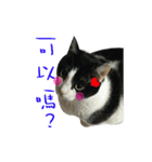 Lazy cat's life（個別スタンプ：16）