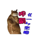 Lazy cat's life（個別スタンプ：17）