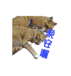 Lazy cat's life（個別スタンプ：18）