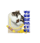 Lazy cat's life（個別スタンプ：20）