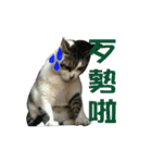 Lazy cat's life（個別スタンプ：21）