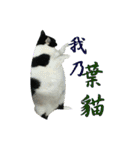 Lazy cat's life（個別スタンプ：23）