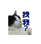 Lazy cat's life（個別スタンプ：24）