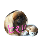 どらわたfamily（個別スタンプ：2）
