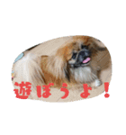 どらわたfamily（個別スタンプ：7）
