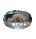 どらわたfamily（個別スタンプ：8）