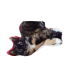 super  cute princess cat（個別スタンプ：1）