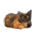 super  cute princess cat（個別スタンプ：8）