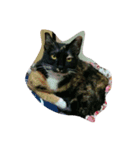 super  cute princess cat（個別スタンプ：9）