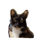 super  cute princess cat（個別スタンプ：12）
