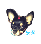 Black Pig OD（個別スタンプ：1）