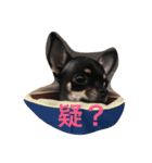 Black Pig OD（個別スタンプ：5）