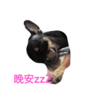 Black Pig OD（個別スタンプ：8）