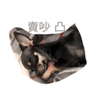Black Pig OD（個別スタンプ：9）