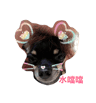 Black Pig OD（個別スタンプ：10）
