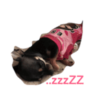 Black Pig OD（個別スタンプ：11）