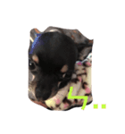 Black Pig OD（個別スタンプ：16）