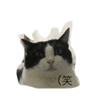 Popopopopoter（個別スタンプ：1）